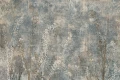 Tapeta Aster