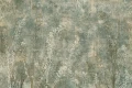 Tapeta Aster