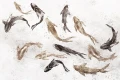 Tapeta Nautis