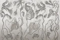 Tapeta Lianthus