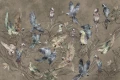 Tapeta Parrot
