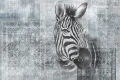 Tapeta Zebra