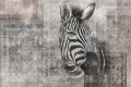 Tapeta Zebra