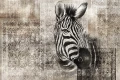 Tapeta Zebra