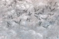 Tapeta Avian