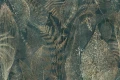 Tapeta Grevio