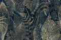 Tapeta Grevio