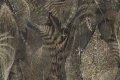 Tapeta Grevio